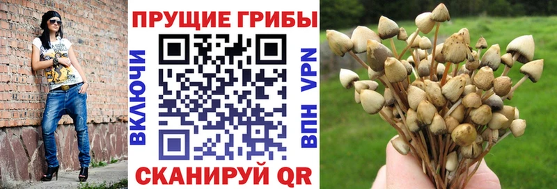 где можно купить   Томари  Псилоцибиновые грибы Magic Shrooms 